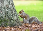 scoiattoli edimburgo
